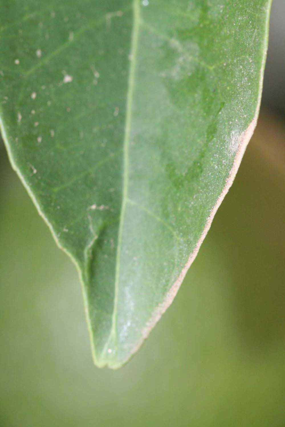              Margin (Riverside, CA)       